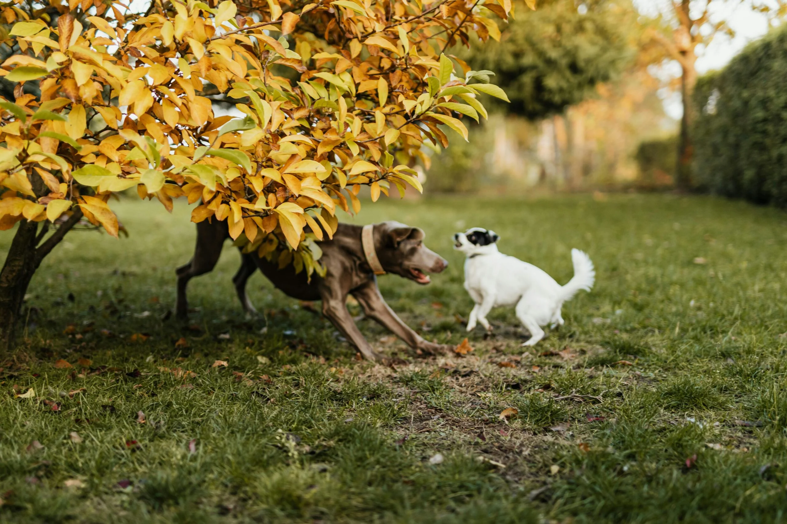 Dogs playing in clean yard after professional dog waste removal Long Island