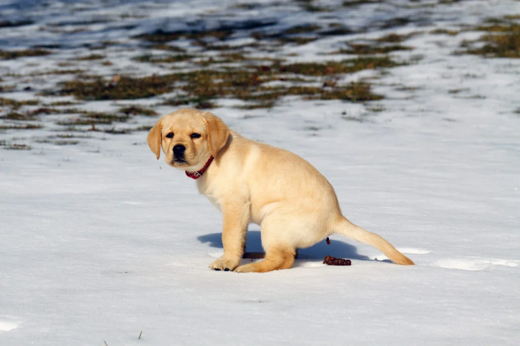 How To Clean Dog Poop From My Yard During The Winter: A Complete Guide