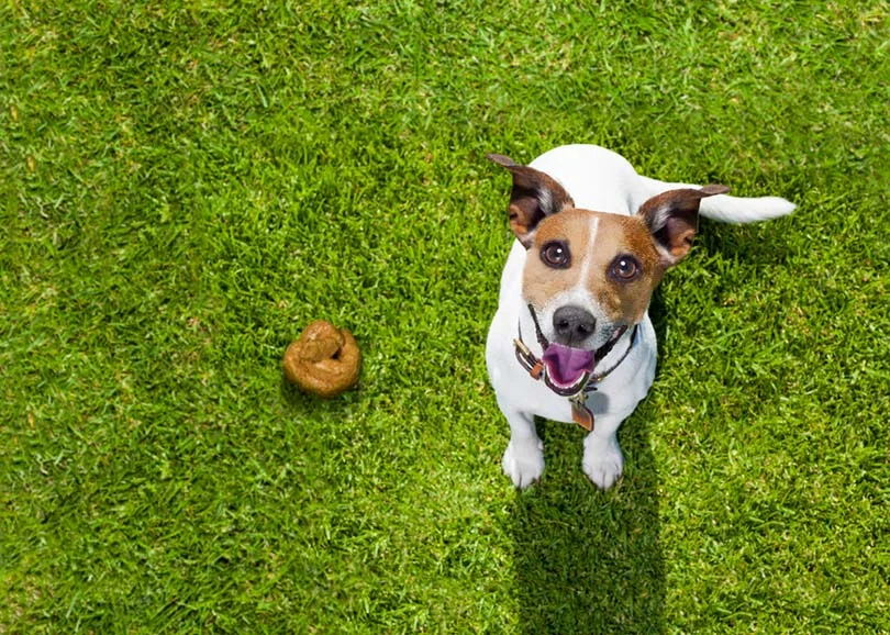 How to Neutralize Dog Poop Smell in Your Yard (Complete Guide)